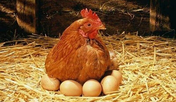 Домашние куры и яйца