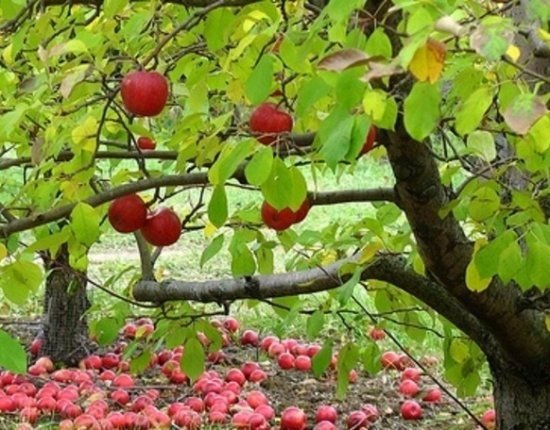 Саженцы плодовых деревьев 
