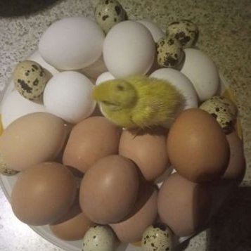 Яйца домашние куриные, перепелиные