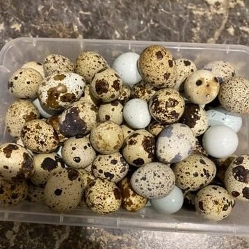Яйца домашние перепелиные