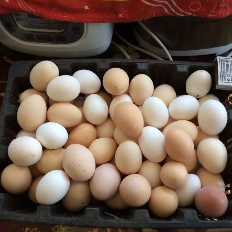 Яйца домашние куриные, утиные
