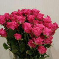 Роза кустовая