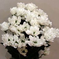 Хризантема кустовая