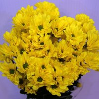 Хризантема кустовая