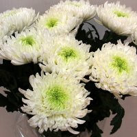 Хризантема одноголовая "Магнум"