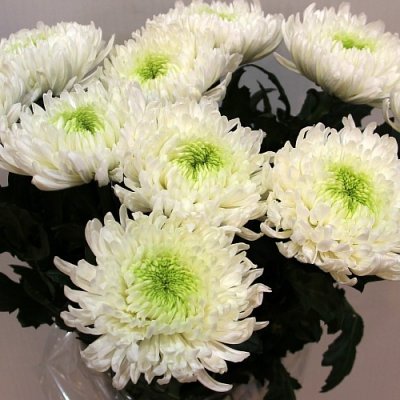 Хризантема одноголовая "Магнум"