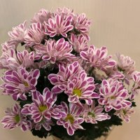 Хризантема кустовая