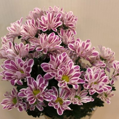 Хризантема кустовая