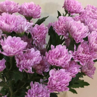 Хризантема кустовая