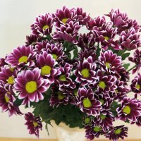 Хризантема кустовая