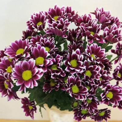 Хризантема кустовая