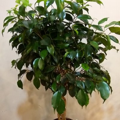 Фикус "Бенжамина"