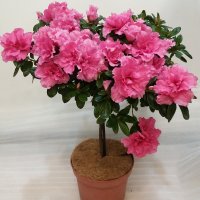 Азалия штамбовая 