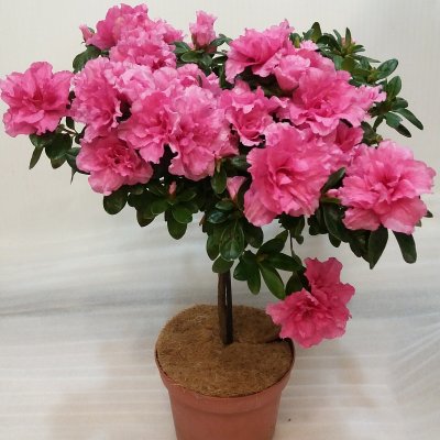 Азалия штамбовая 