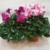 Цикламен "Гигант"