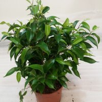 Фикус "Наташа"