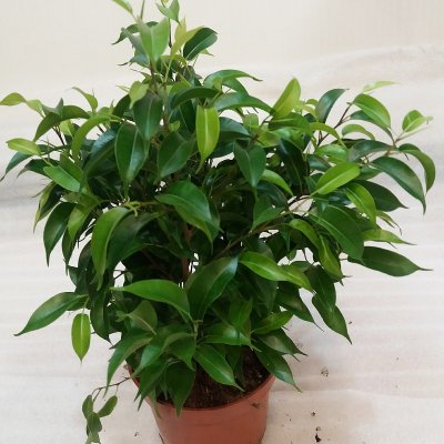 Фикус "Наташа"