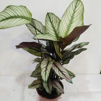 Калатея "Вайт Стар"