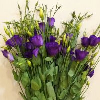 Эустома сиреневая 