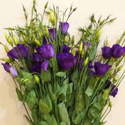 Эустома сиреневая 