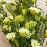 Эустома зеленая 