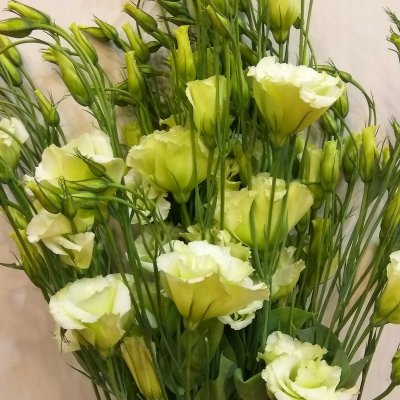 Эустома зеленая 