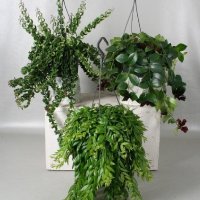 Эсхинантус "микс"