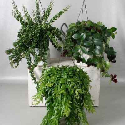 Эсхинантус "микс"