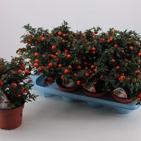 Соланум (паслен)