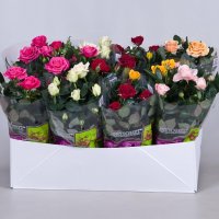 Роза "Патио" микс