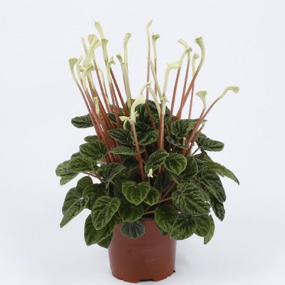 Пеперомия "Лилиан"