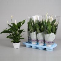 Спатифилум