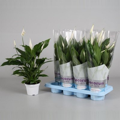 Спатифилум