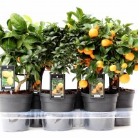 Цитрус микс