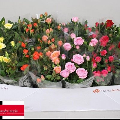 Роза "Кордана" микс