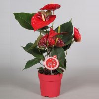 Антуриум "Алмера ред"