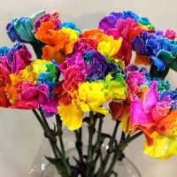 Гвоздика "райнбов"