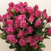 Роза кустовая