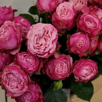 Роза кустовая "Пионовидная"