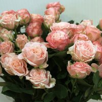 Роза кустовая