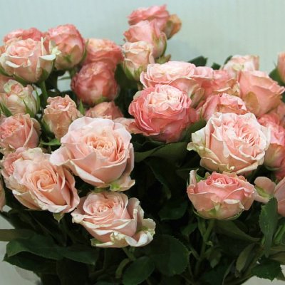 Роза кустовая