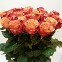 Роза Эквадор