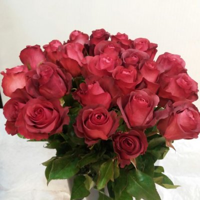 Роза Эквадор