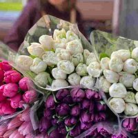 Тюльпан местный