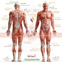 Капиллярное кровопускание.       Одна точка