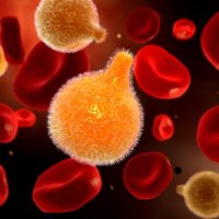  Микроскопия ( качественный анализ крови ) дети до 12 лет