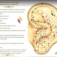 Аурикуло серьга ( золотая игла ) снижение аппетита