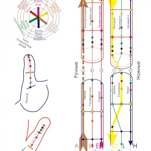 Рефлексотерапия ( су-джок ) 