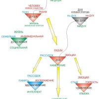 Рефлексотерапия ( су-джок ) 