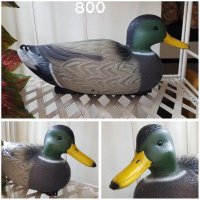 Утка водоплавающая